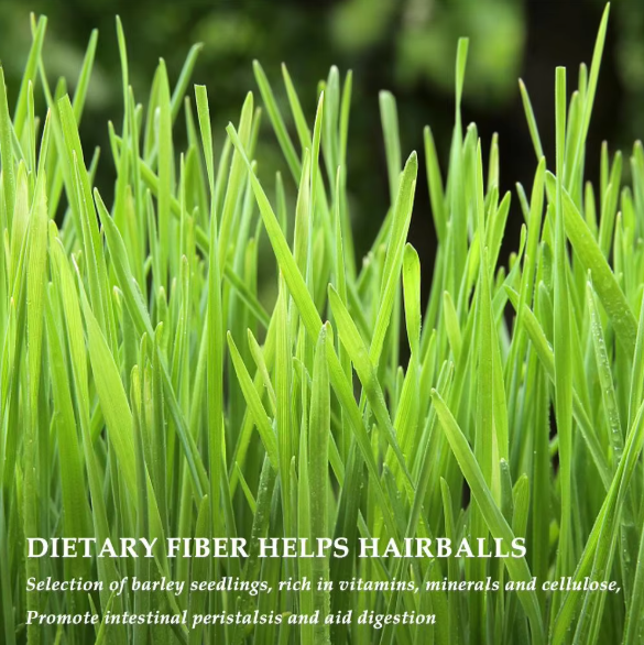 Cat Grass Stick